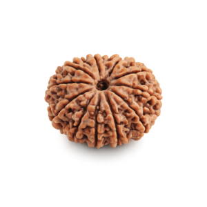 10 Mukhi Rudraksha