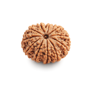 11 Mukhi Rudraksha Natural Eleven Face - Small