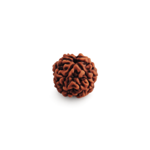 4 Mukhi Rudraksha Natural Four Face Rudraksha Bead for Pooja & Meditation