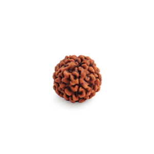 5 Mukhi Rudraksha Natural Five Face - Small
