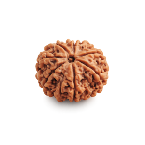 8 Mukhi Rudraksha - Small