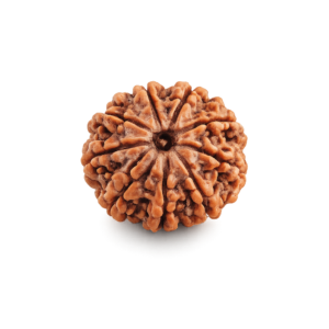 9 Mukhi Rudraksha Natural Nine Face - Small