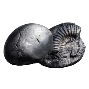 Natural Sudarshan Chakra Shaligram Stone